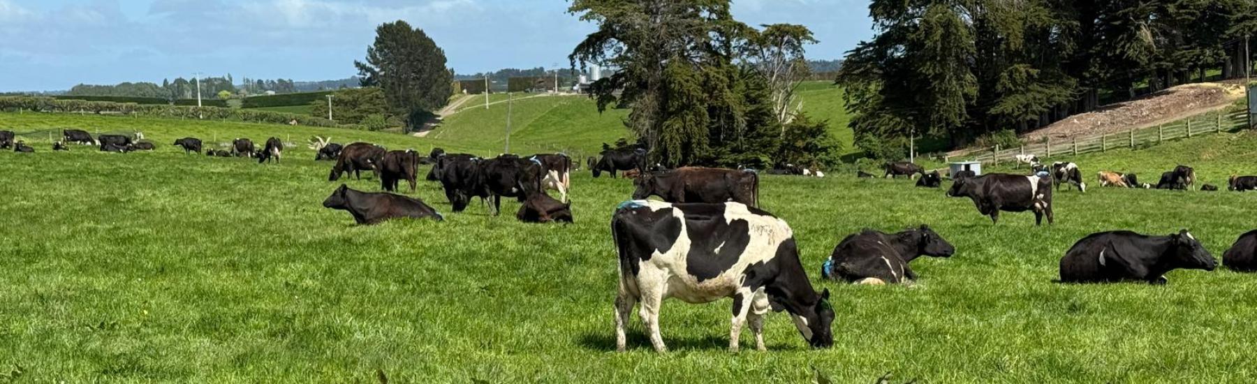 Miraka Cows Grazing 3
